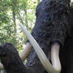 Howletts Wild Animal Park