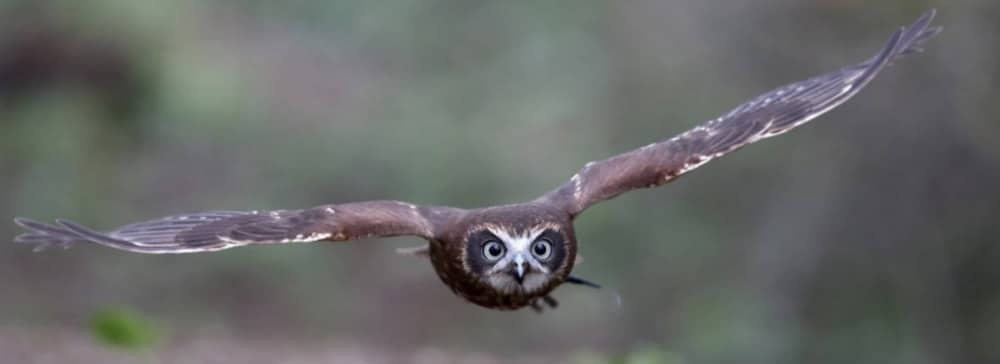 Kent Owl Academy in Maidstone at Kent Life