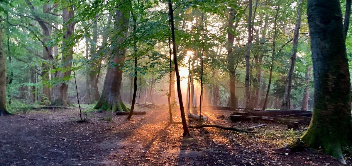 Forest for area page about Tunbridge Wells