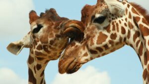 Two giraffes for Animal Experiences In Kent blog post and also for things to do in Canterbury blog post. Also for Kent Christmas Animal Adventures & Experiences for 2024