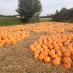 Stanhill Farm