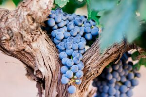 Red grapes on a vine branch.