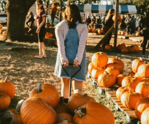 A young girl pulling a wheelbarrow of pumpkins with piles of pumpkins on the side. With people in the background. For round up of events for the Best Pumpkin Picking In Kent 2024 blog