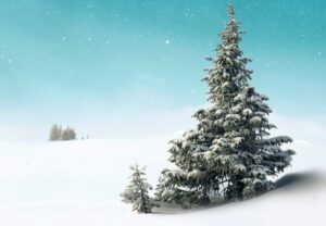 Christmas tree in snow with a blue sky for Parent & Toddler SKATE At Calverley Grounds for things to do for Christmas in Kent and best skating rinks in Kent