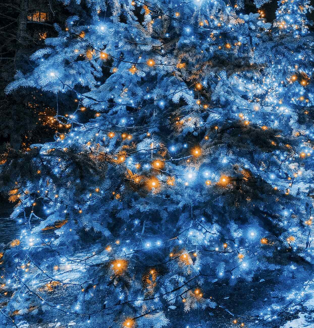 Close up of a tree covered in lights for Christmas In Kent - Illuminations & Light Displays guide to events in the Garden of England