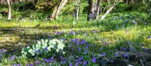 Bluebells in woodland for Bluebells at Ightham Mote in Sevenoaks in Kent for our See Bluebells in Kent Guide