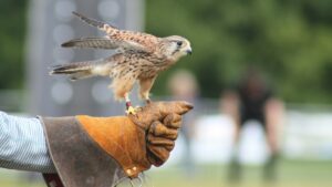 A brown bird, kestrel, on a gloved hand for Animal Experiences in Kent 2025 guide. For the ultimate free website for things to do and events in Kent - www.seekent.co.uk