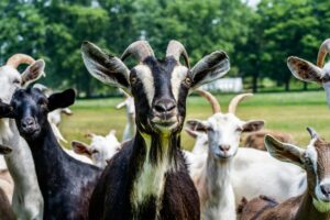 Goats in a field for the feature Animal Experiences in Kent guide 2025. For the ultimate free website for things to do and events in Kent - www.seekent.co.uk