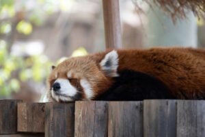 A red panda asleep for Animal Experiences in Kent guide 2025. For the ultimate free website for things to do and events in Kent - www.seekent.co.uk