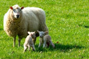 Sheep and two lambs in a field for for Animal Experiences in Kent 2025 guide. For the ultimate free website for things to do and events in Kent - www.seekent.co.uk