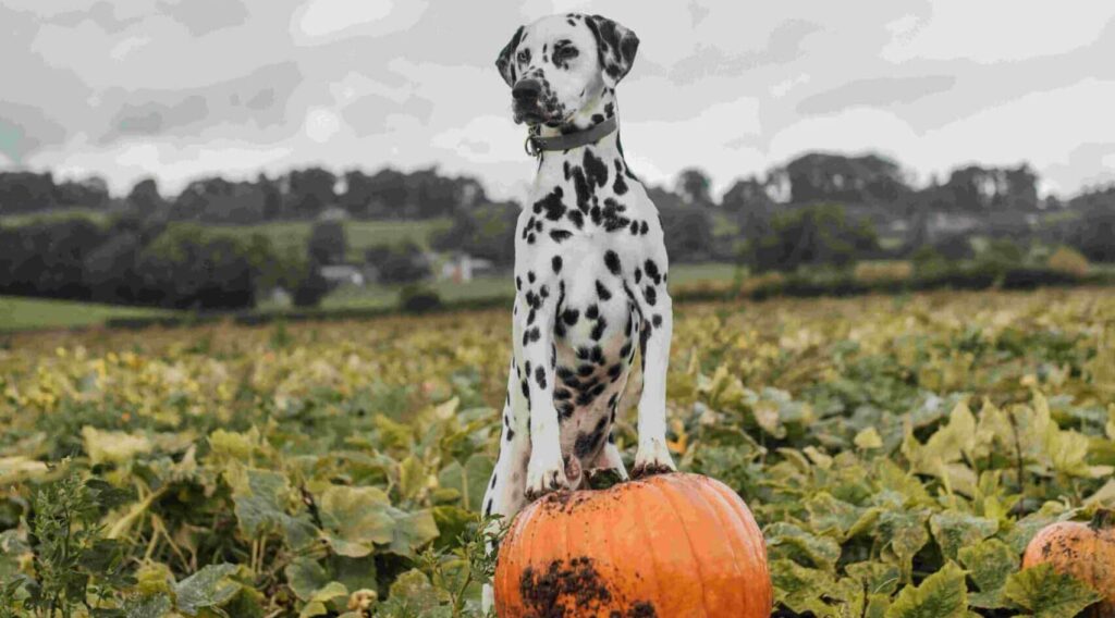 A Dalmatian dog sitting on top of some pumpkins in a field for Dog-Friendly pumpkin patches in Kent for 2025