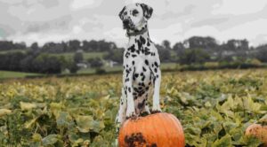 A Dalmatian dog sitting on top of some pumpkins in a field for Dog-Friendly pumpkin patches in Kent for 2025