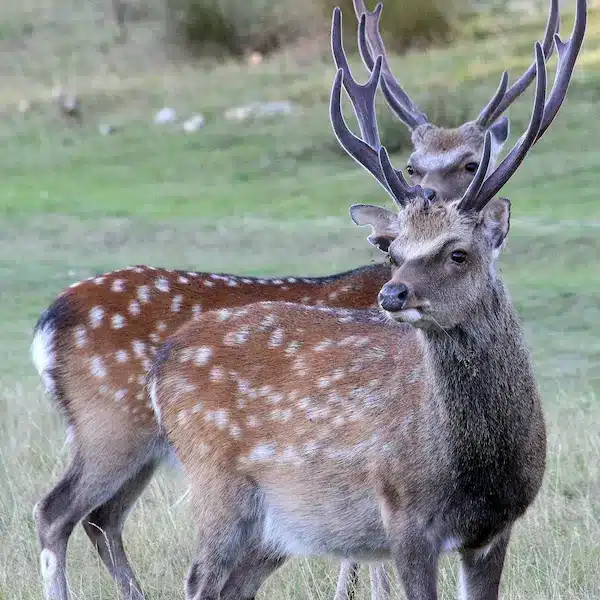 Deer at Knole Park in Sevenoaks for Nature & Wildlife in Kent